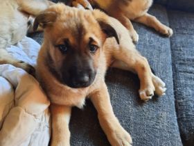 Wir suchen ein schönes zh für unsere Welpen ab den 2.5