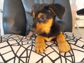 Hallo meine podenco Hündin hat 9 wunderschöne Welpen