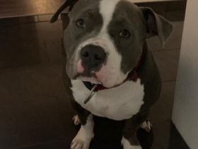 Pablo, American Bully mit ABKC Papiere Er ist