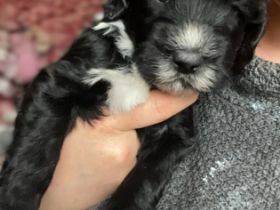 Am 09.03.2022 hat unsere reinrassige Portugiesische