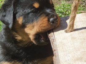 Unsere ADRK Zucht Welpen suchen ein neues liebevolles