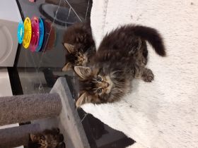 Maine-Coon of Silberberg