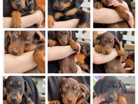 9 zuckersüße Dobermann Mix Welpen suchen ein Zuhause.
