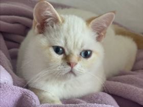 Hallo liebe Katzenfreunde, Am 14.11 sind unsere