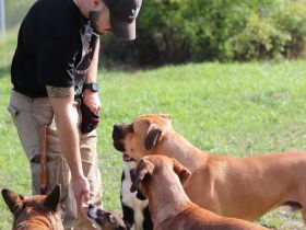 Pro Canis - Leon Weisbecker