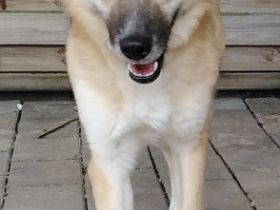 Smartie, in Deutschland auf Pflegestelle, bei Limburg.