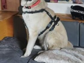 Emma (Tierschutzhund), Auf HSH-erfahrener Pflegestelle