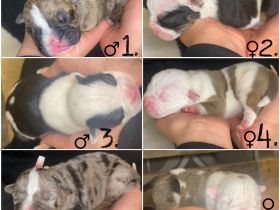 Die Welpen sind am 17.03.2022 geboren (3 Weibchen & 3