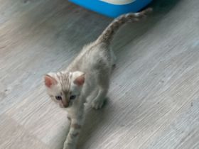 Hallo, vier süße, wunderschöne Bengal Kitten wachsen in