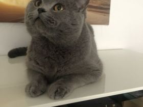 BKH (reinrassig) Deckkater mit viel Erfahung