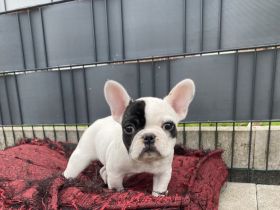 Hallo zusammen!, Französische Bulldogge, Welpen