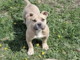 Suchen ein schönes Zuhause bitte direkt anrufen oder