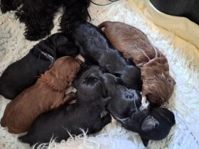 Innvietler Sonnenblick