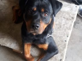 Ich heiße aris Ich bin Stubenrein Ich bin kinderlieb