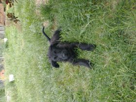 In der Nacht vom 22.03 zum 23.03 ist unser reinrassiges