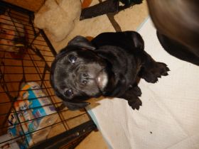 Rottweiler OEB Welpen Unsere OEB und unser Rottweiler