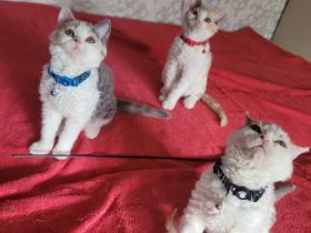 (Litauen weltweite lieferung) Preis ist für pet class