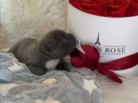 Unsere maus hat am 06.04.22 5 gesunde welpen zur welt