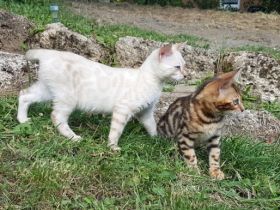 Unsere Kätzin hat am 14.03.2022 wunderschöne Kitten