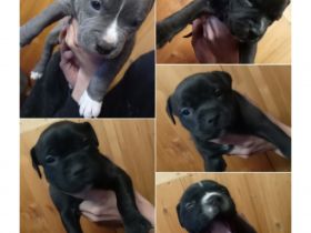 Unsere Prinzessin hat Nachwuchs bekommen :) Wir 5