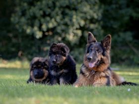 from the House of Floofs