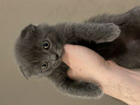 Habe 3 kitten abzugeben! 1 Katze 2 Kater! Mehrfach