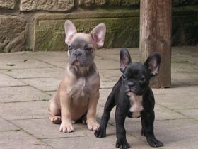 unsere kleinen Racker leben mit ihren Eltern bei uns im