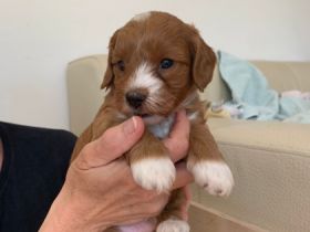 Angelo, unser erstgeborenes Havapoo-Baby wartet noch