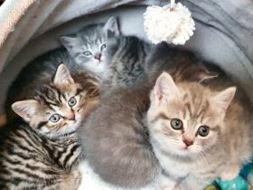 Hallo Katzenliebhaber Ich hätte noch 4 reinrassige