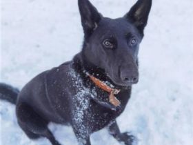 Diese wunderschöne Hündin sucht ein neues Zuhause