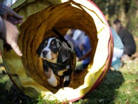 HUni - Hundeschule in München an der Isar
