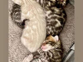 Bengalen Kätzchen mit Stammbaum Unsere Madeline hat am