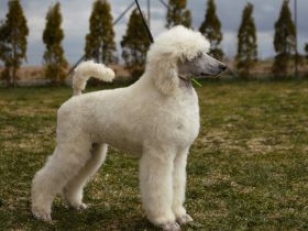 Wir haben noch wunderschöne Großpudel Welpen es sind