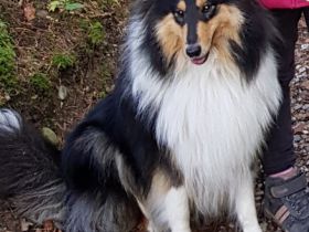 Unsere Collie-Dame in der Farbe tricolor (siehe Bilder)