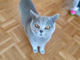 BKH Pärchen in Blau, Ich biete 2 Britisch Kurzhaar