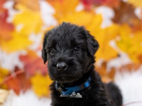 de la Vallée dÀmour