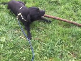 Barny, Hallo Wir möchten für unseren nicht Kastrierten