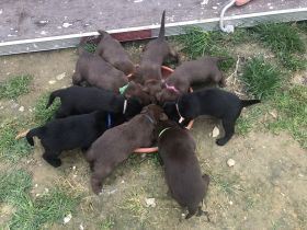 Am 20.03.2022 hat meine Hündin Cloy wunderschöne