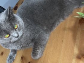 british kurzhaar kater, sehr lieber kerngesunder 3