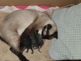 Hallo, Ich habe hier 4 Bengal-Siam mix Kitten zum