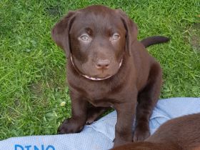 Guten Tag, wir suchen für unseren Dino noch ein tolles