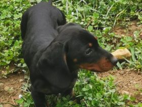 Feliks, Tierärztliche Untersuchung, 3, 5 Monate alt,