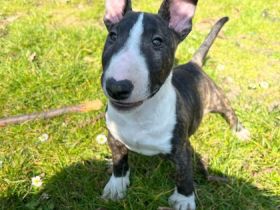 unsere Bullihündin hat am 21.01.2022 4 wunderschöne