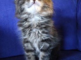 Unsere kleinen dürfen besucht und reserviert werden.