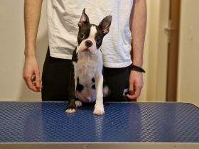 Sehr geehrte Damen und Herren . Wir präsentieren Ihnen