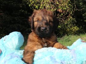 Der Zwinger Bohemia Elite bietet wunderschöne fauve