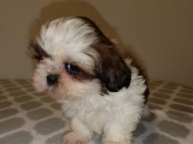 Shi tzu - puppies of TRI color with pedigree (Poland).