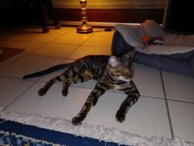 An allen Katzenliebhaber. Am 16.4. hat meine Shakira