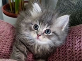 Einen haben wir noch! :) Seine Geschwister sind schon