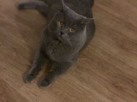 Reinrassiger Deckkater (Blutgruppe B)